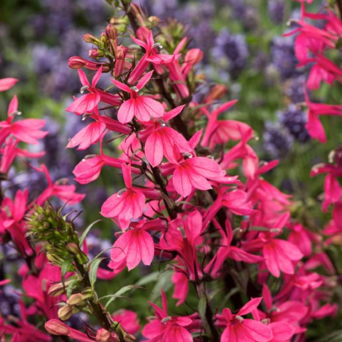 Lobelia okazała Starship Burgundy 