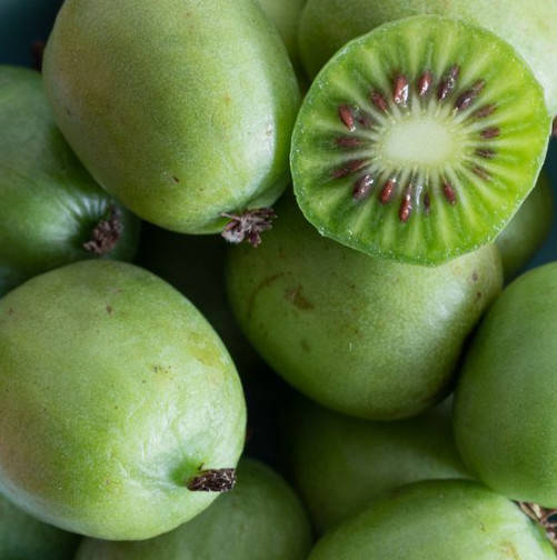 MINI KIWI Aktinidia pstrolistna Sientiabrskaja żeńska