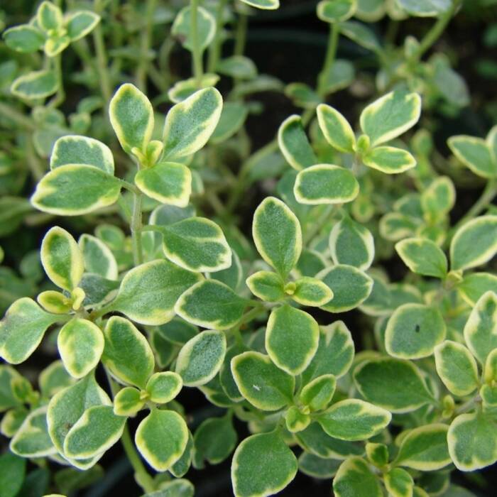 Macierzanka cytrynowa Thyme Mystic Lemon (C2) 