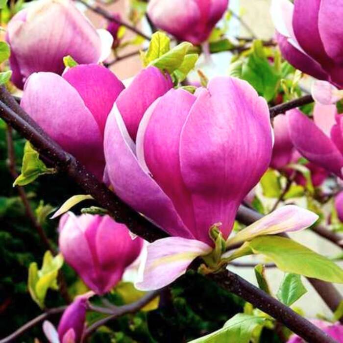 Magnolia Soulange`a Lennei