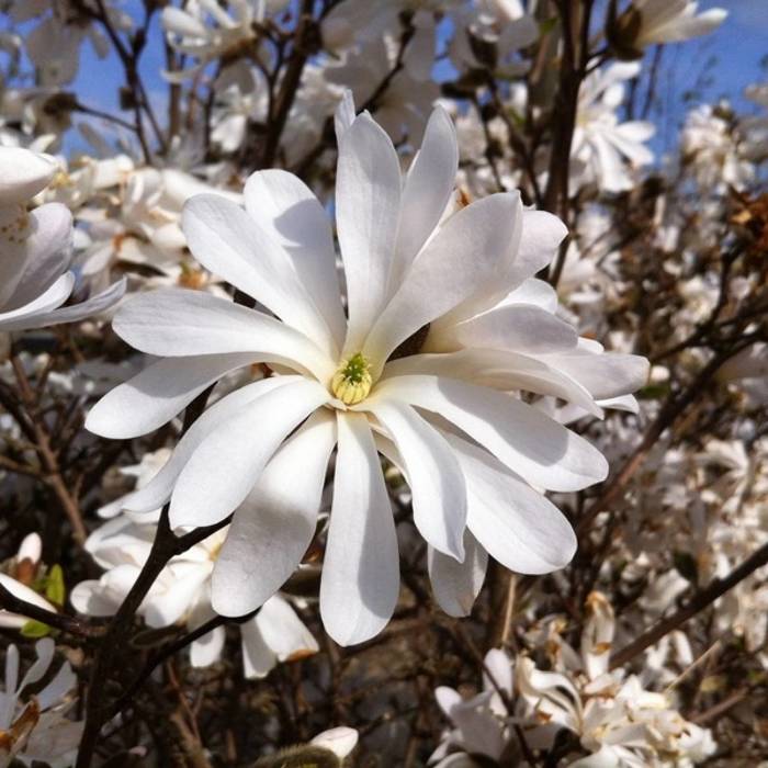 Magnolia gwiaździsta Royal Star 