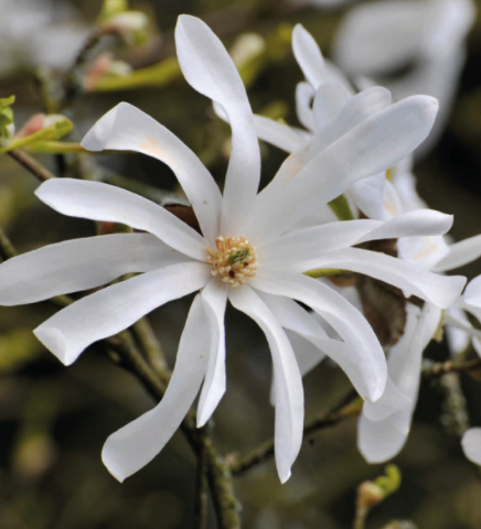 Magnolia gwieździsta Stellata (P9)