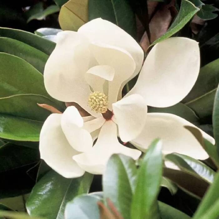 Magnolia wielkokwiatowa (C2)