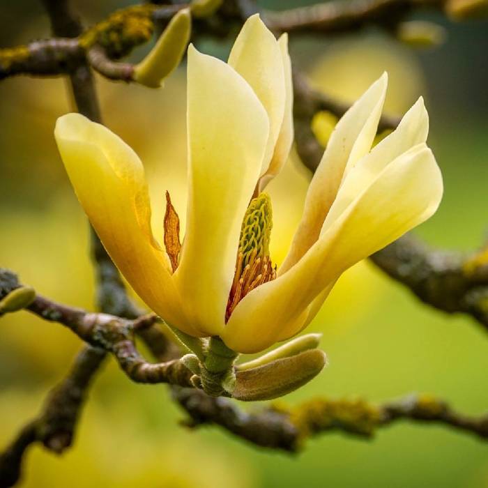 Magnolia żółta Yellow Lantern (P9)