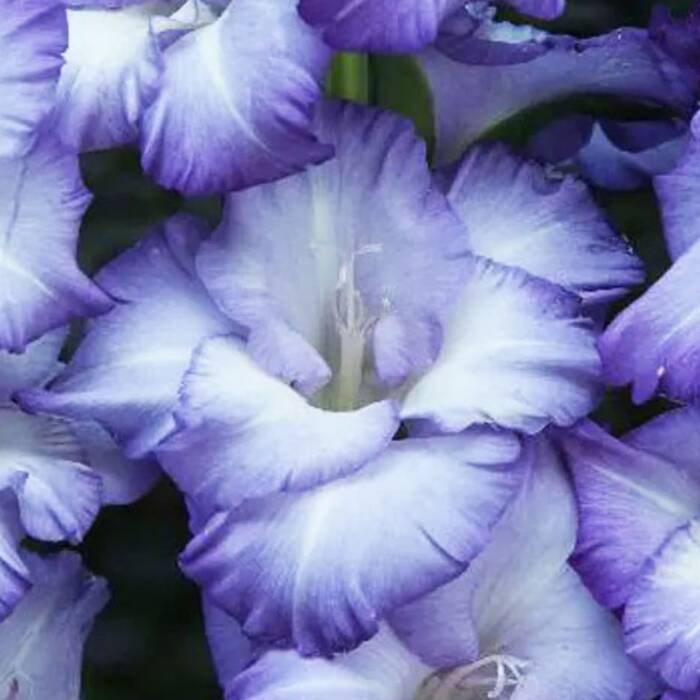 Mieczyk wielkokwiatowy Blue Storm biało-fioletowy