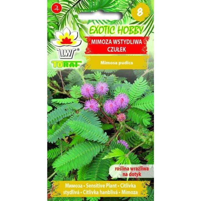 Mimoza wstydliwa czułek wstydliwy Mimosa pudica 0,2 g