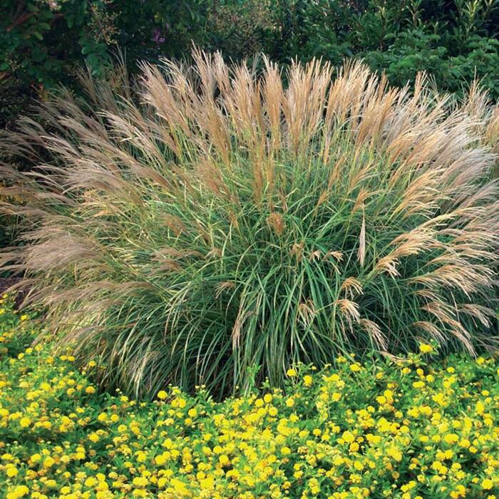 Miskant chiński Adagio Miscanthus sinensis