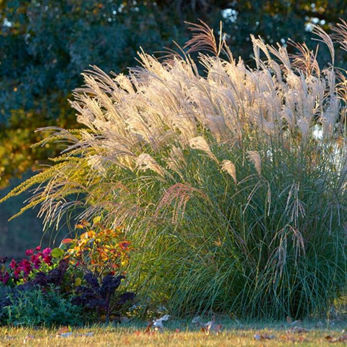 Miskant chiński 'Gracillimus' Miscanthus sinensis 