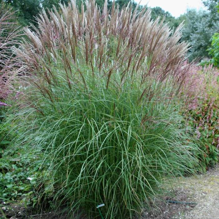 Miskant chiński 'Kleine Silberspinne' Miscanthus sinensis 