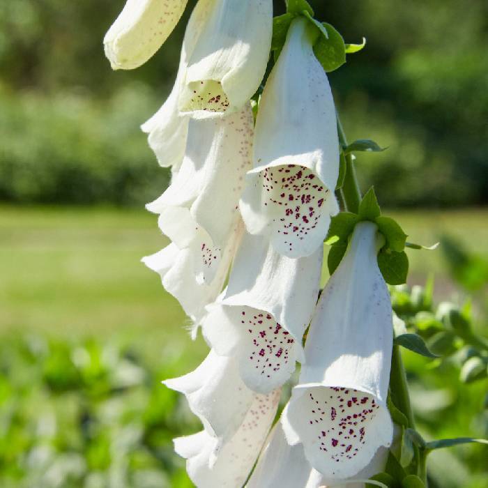 Naparstnica purpurowa Snow Thimble (C2)