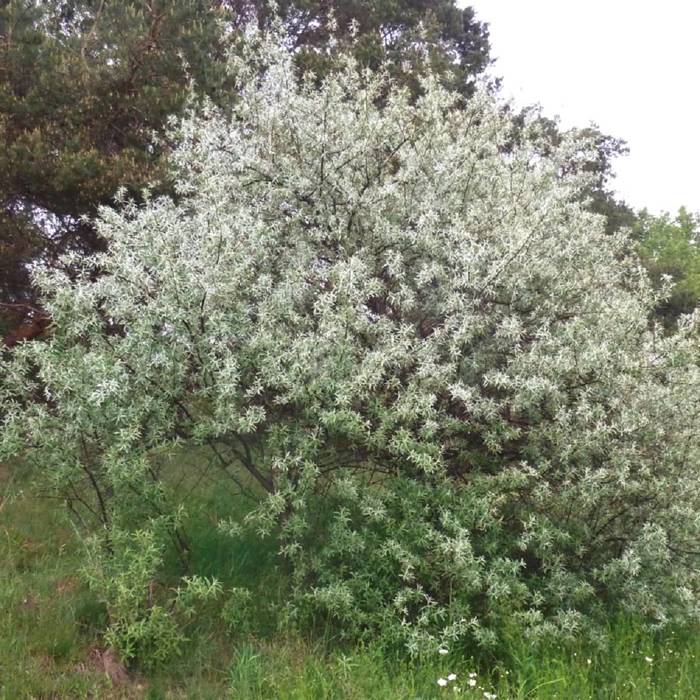 Oliwnik wąskolistny Plant Pack