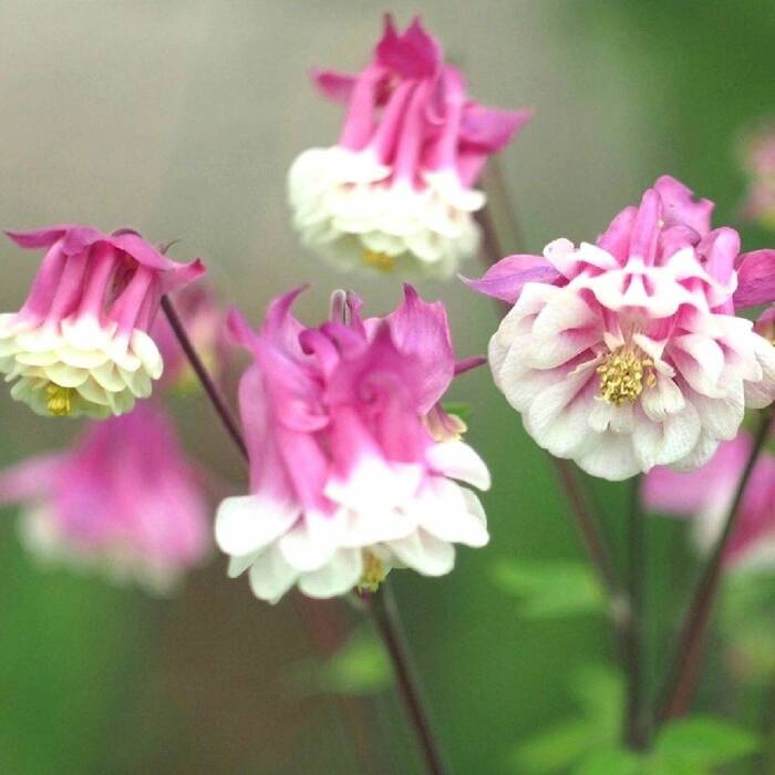 Orlik ogrodowy AQUILEGIA - ORLIK PINK PETTITCOAT