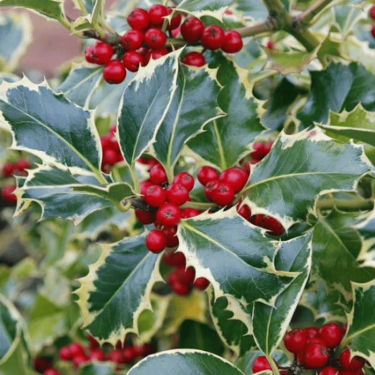 Ostrokrzew Argentea Marginata Żeński