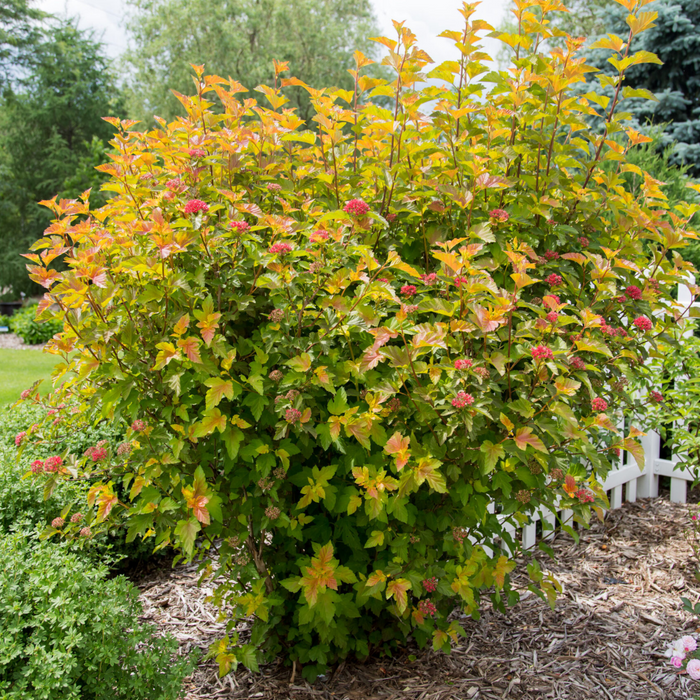 Pęcherznica kalinolistna Amber Jubilee (P9)