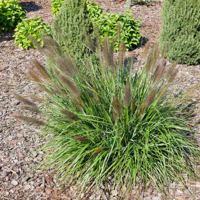 Pennisetum alopecuroides, Rozplenica japońska, Piórkówka 'Viridescens'