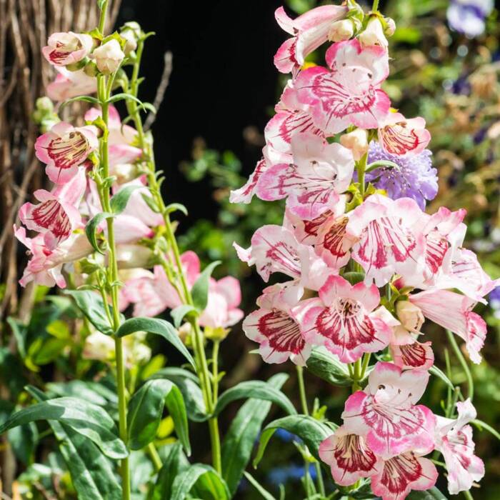 Penstemon 'Ice Cream Strawberries & Cream'