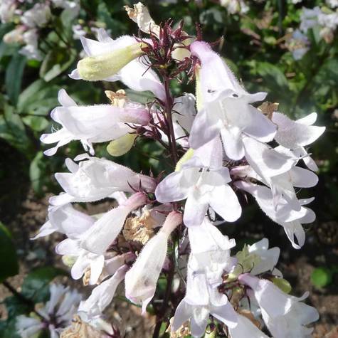 Penstemon palczasty Husker Red (C2) 