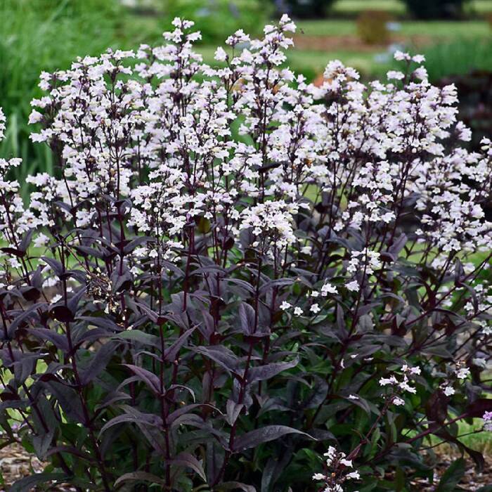 Penstemon palczasty Onyx and Pearls (C2) 