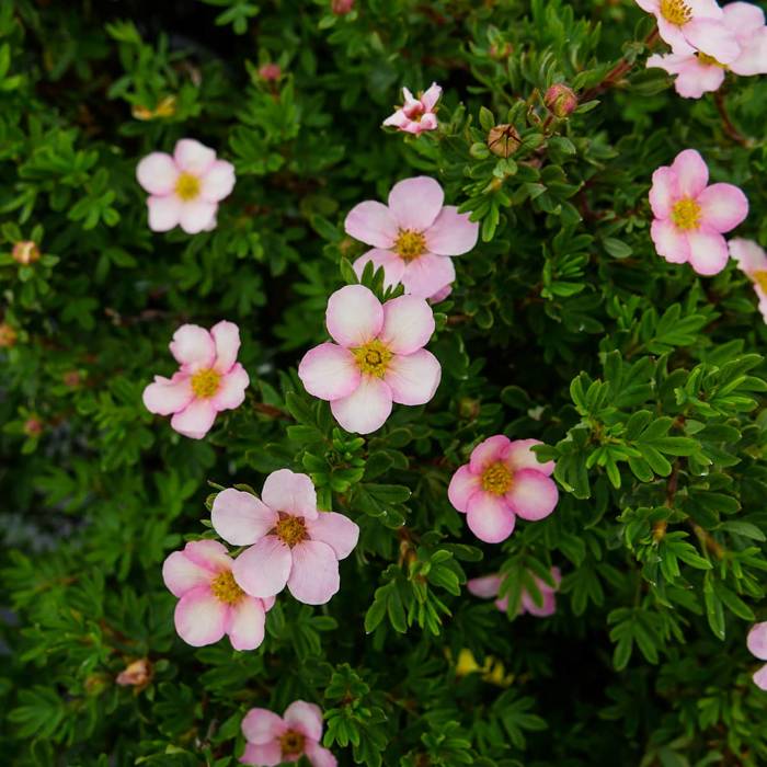 Pięciornik krzewiasty Lovely Pink (P9)