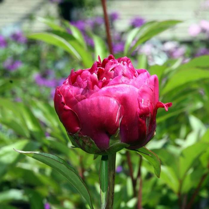 Piwonia chińska Paeonia Karl Rosenfield 