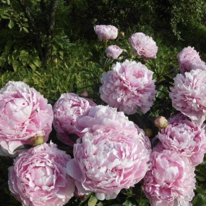 Piwonia chińska Paeonia Sarah Bernhardt 