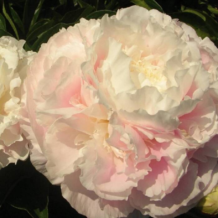 Piwonia chińska Paeonia Shirley Temple 