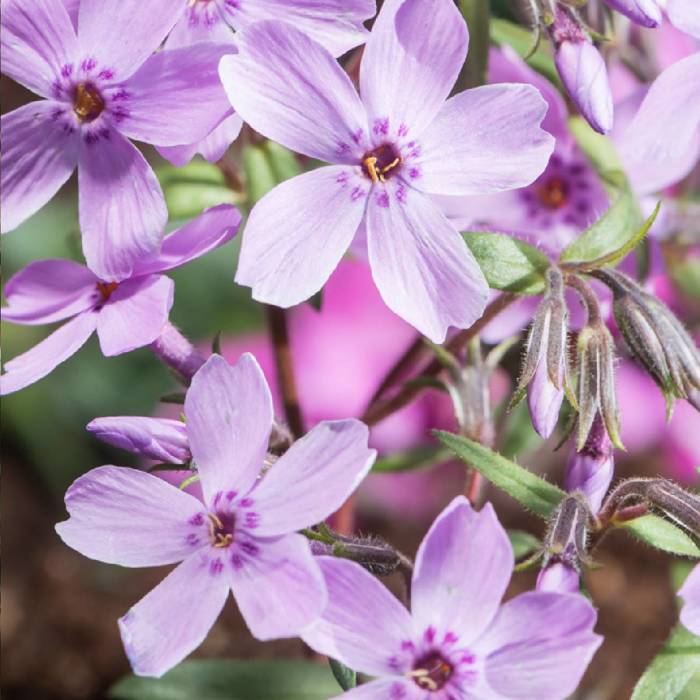 Płomyk wiechowaty Floks Amethyst (C2)