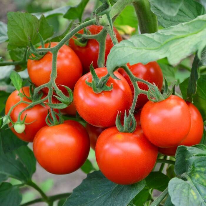 Pomidor gruntowy wysoki Antares F1 0,1g