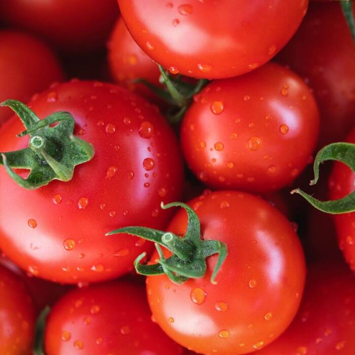 Pomidor gruntowy wysoki Krakus 0,5g