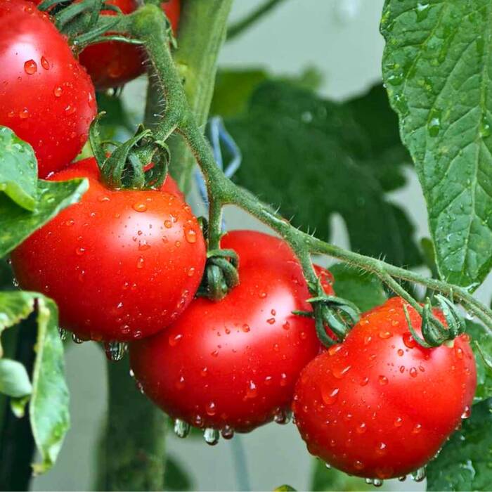Pomidor gruntowy wysoki Krakus 1g