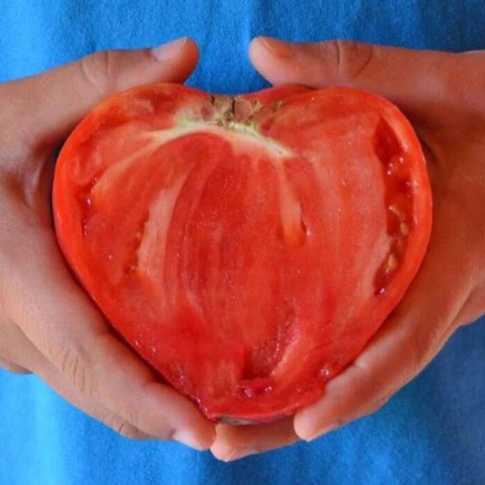 Pomidor gruntowy wysoki Malinowy Bawole serce Oxheart 0,2g