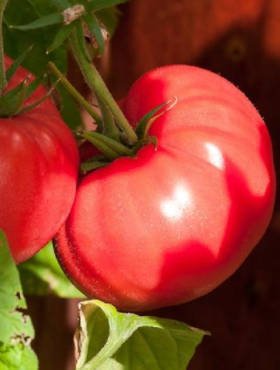 Pomidor gruntowy wysoki Malinowy Ożarowski 0,5g