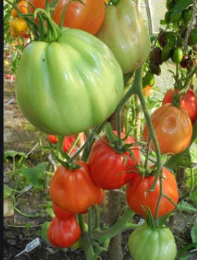 Pomidor gruntowy wysoki Or Pera D'Abruzzo 0,2g