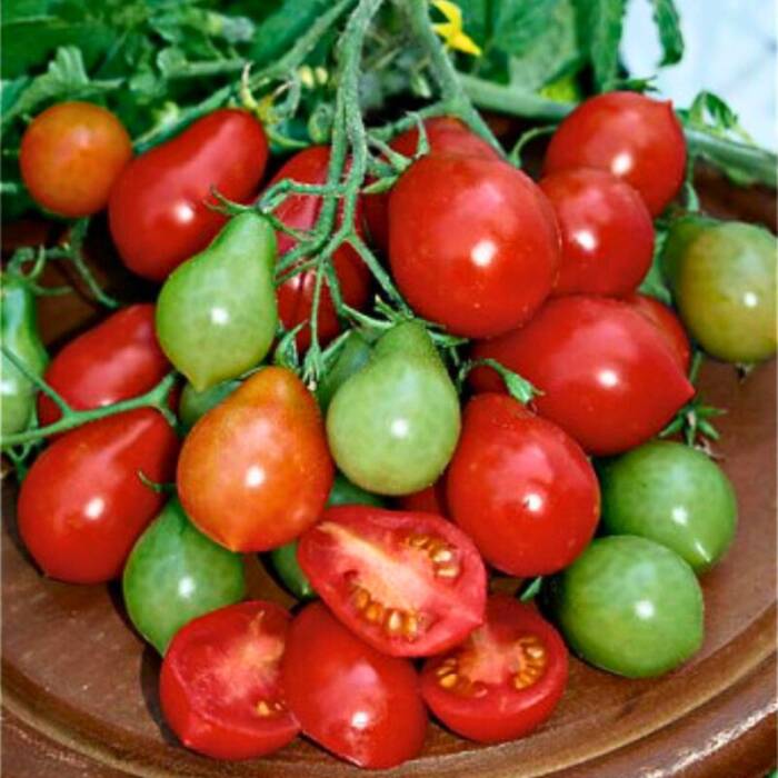 Pomidor gruntowy wysoki Radana koktajlowy 0,3g