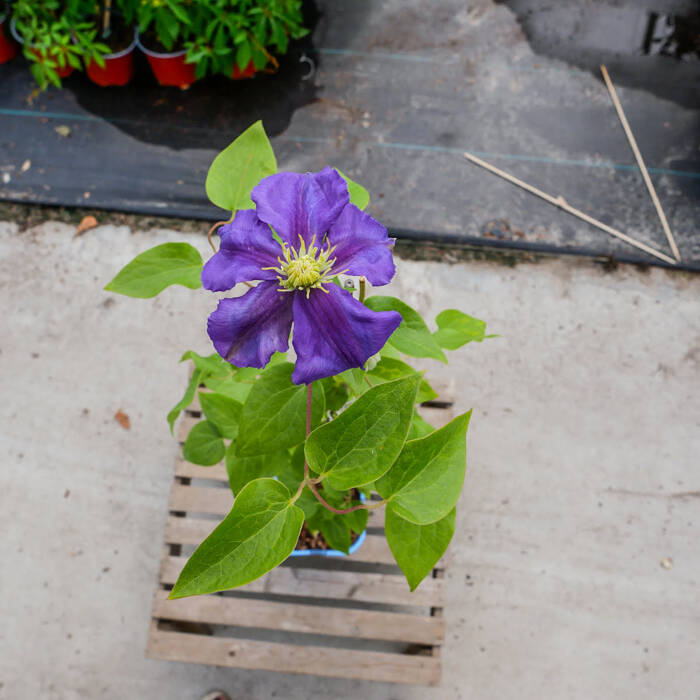 Powojnik Clematis wielkokwiatowy Generał Sikorski