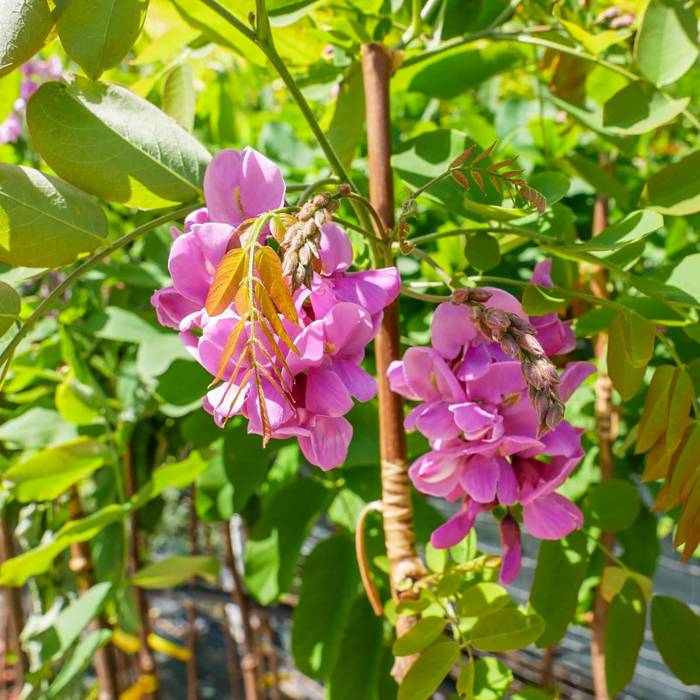 Robinia Małgorzaty Casque Rouge 'Pink Cascade'