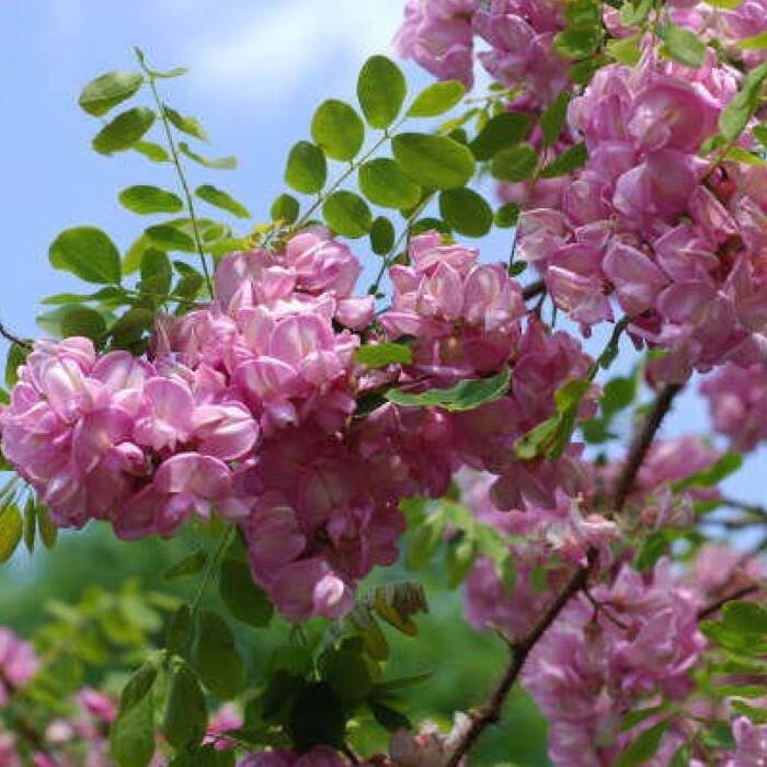 Robinia Włochata Plant Pack