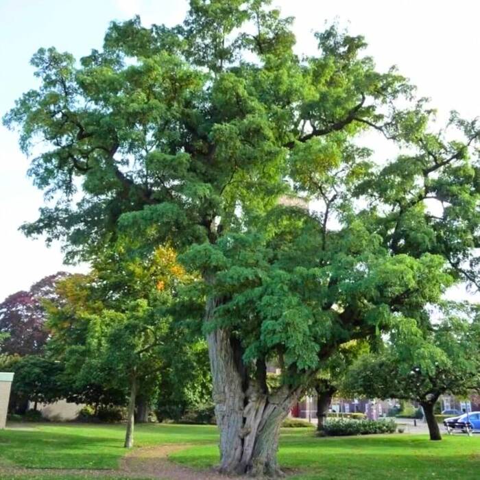 Robinia akacjowa TORTUOSA