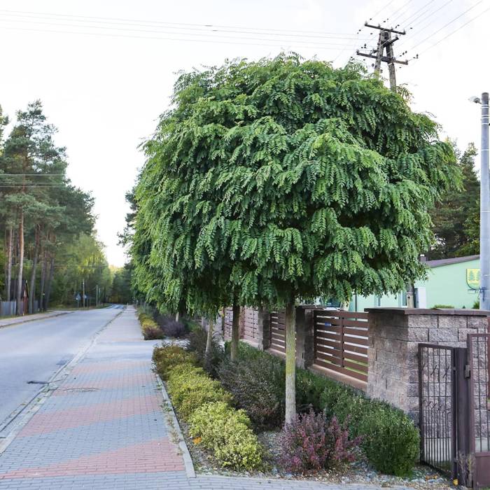 Robinia akacjowa Umbraculifera na pniu (C5)