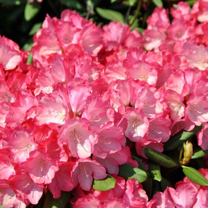 Rododendron Fantastica