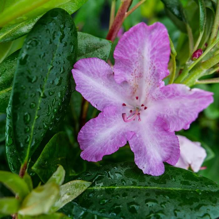 Rododendron 'Lumina'