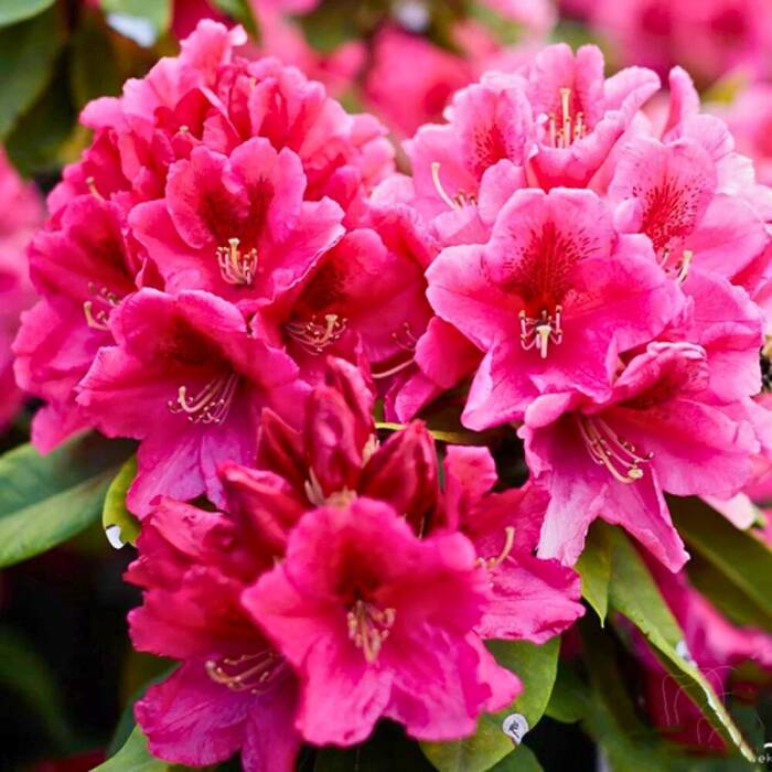 Rododendron 'Nova Zembla'