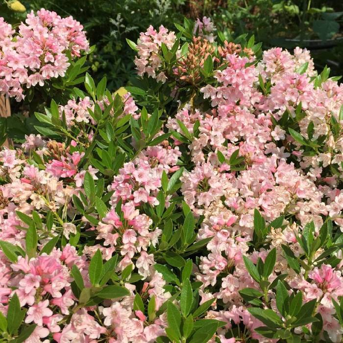 Rododendron Nuggat Pink