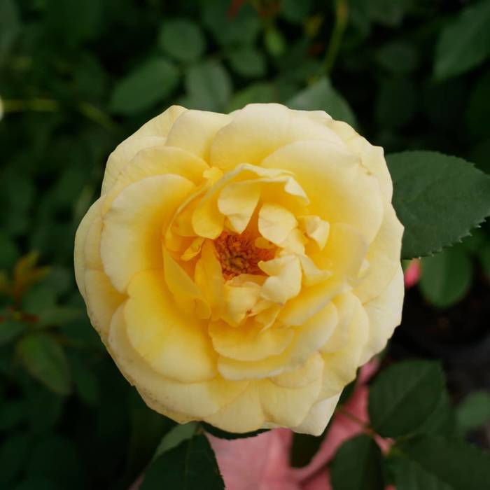 Róża National Parks® Ecrins (C2) parkowa pachnąca