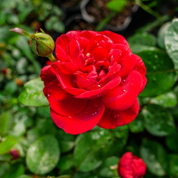 Róża Renaissance® Capricia (C2) pachnąca parkowa