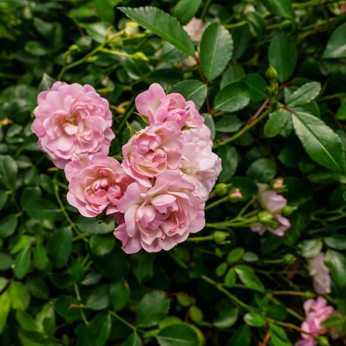 Róża miniaturka różowa w balocie