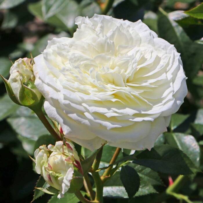 Róża okrywowa Alabaster biała balot