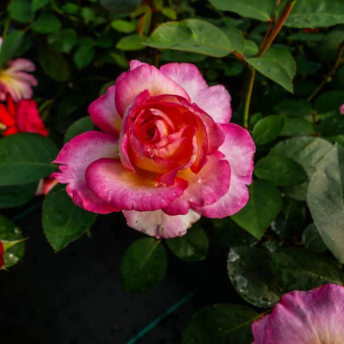 Róża parkowa Paramount® Gorgeous (C2) pachnąca 