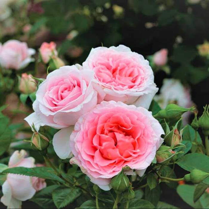 Róża parkowa Wellenspiel różowo-perłowa balot