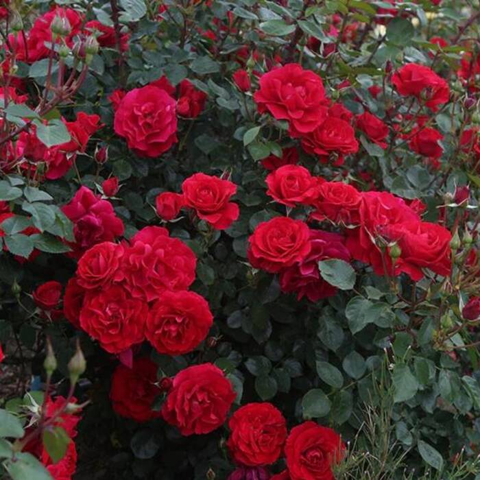 Róża rabatowa Bordowa wielokwiatowa